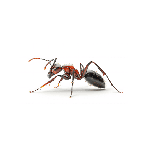 Ant pest control treatment in Miami