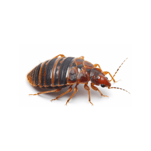 Bed Bug pest control treatment in Miami