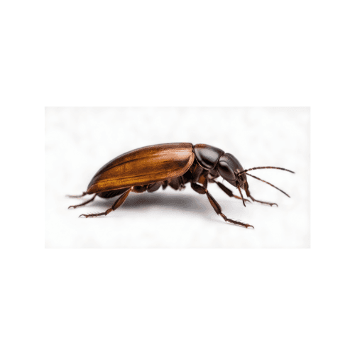 Beetle pest control treatment in Miami