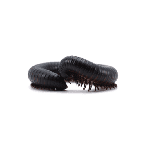 Centipede pest control treatment in Miami