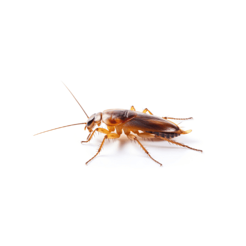 Cockroach pest control treatment in Miami