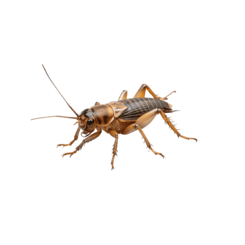 Cricket pest control treatment in Miami