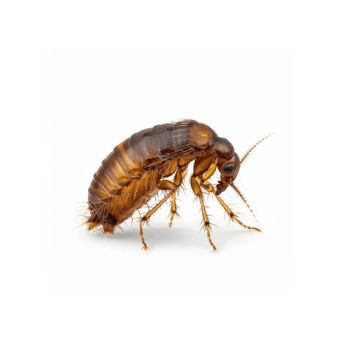 Fleas pest control services in Miami - Direct Pest Solutions specializes in fleas extermination