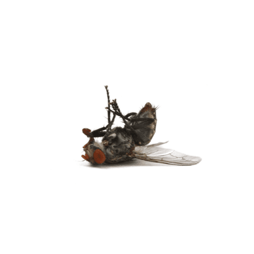 Fly pest control treatment in Miami