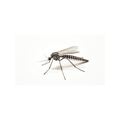 Mosquito pest control treatment in Miami