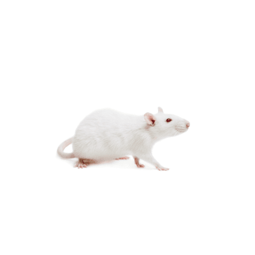 Rodent pest control treatment in Miami