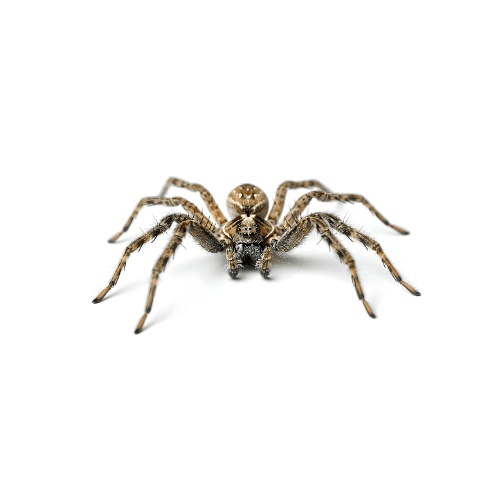 Spider pest control treatment in Miami
