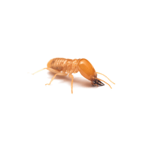 Termite pest control treatment in Miami