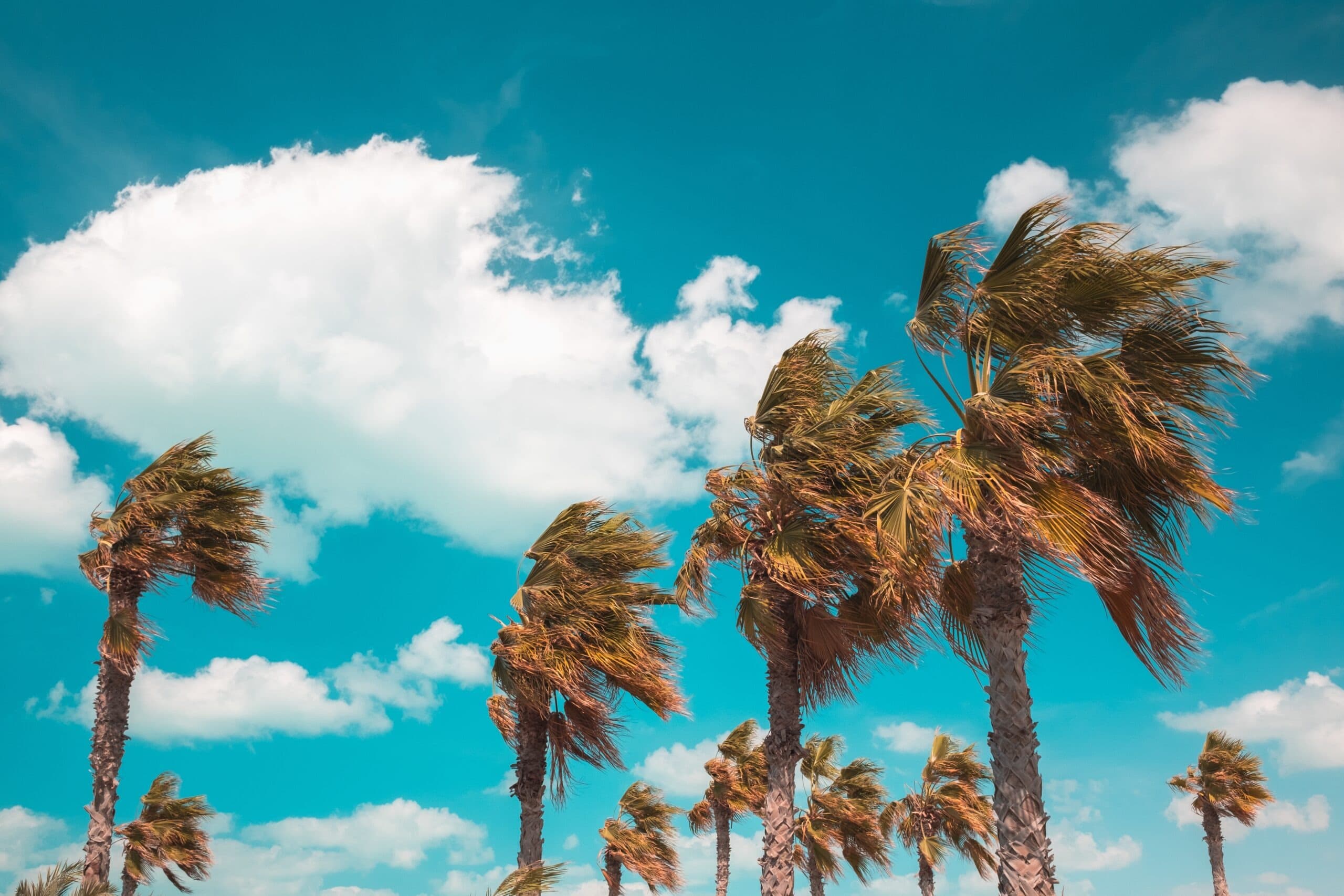 Palmetto Bay eco-friendly pest control - Termite prevention and mosquito treatment for upscale South Miami-Dade homes
